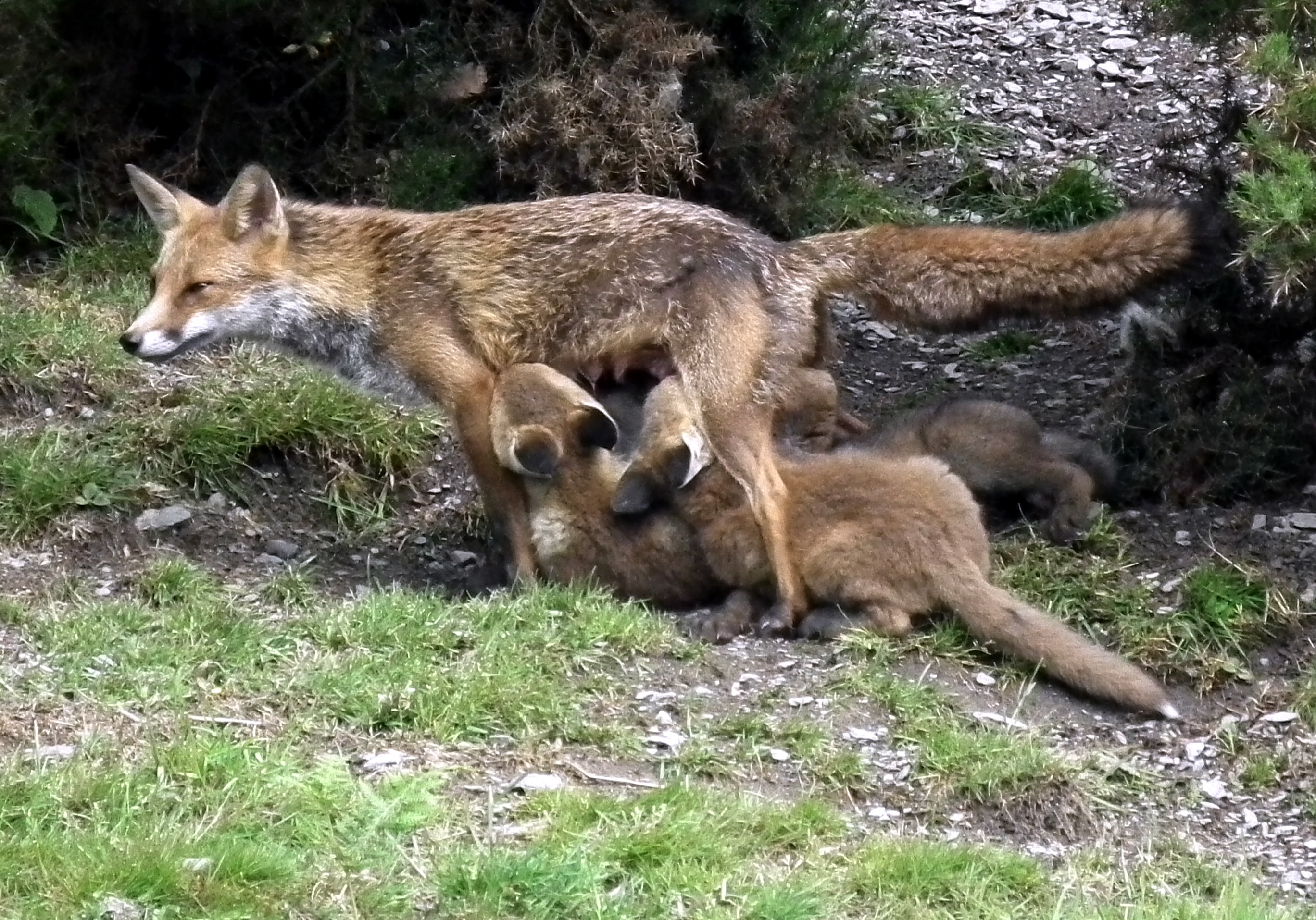VIXEN and CUBS Bill Bagley Photography